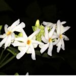 Jimson flowering